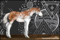 Horse Color:Silver Bay Sabino Rabicano 