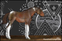 Horse Color:Liver Chestnut Sabino Tobiano