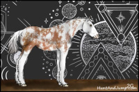 Horse Color:Bay Sabino Splash 