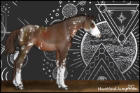 Horse Color:Liver Chestnut Sabino Rabicano 