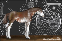 Horse Color:Liver Chestnut Sabino Rabicano 