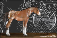 Horse Color:Bay Sabino Rabicano 