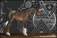 Horse Color:Liver Chestnut Sabino Tobiano