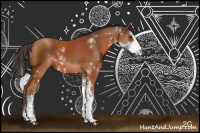 Horse Color:Bay Sabino