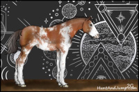Horse Color:Bay Sabino 