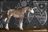 Horse Color:Liver Chestnut Sabino Rabicano 