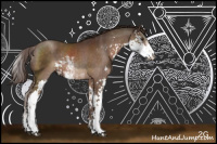 Horse Color:Liver Chestnut Sabino Rabicano 