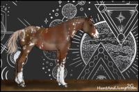 Horse Color:Silver Bay Sabino Rabicano 