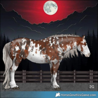 Horse Color:White Spotted Liver Chestnut Appaloosa  and White Spotted Silver Brown 