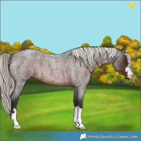 Horse Color:Liver Red Roan Mushroom 