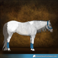 Horse Color:Buckskin Roan Tobiano Snowcap 