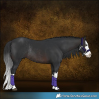 Horse Color:Brown Splash Rabicano 