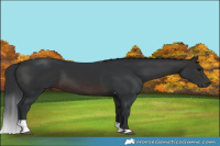 Horse Color:Brown Tobiano 