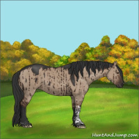 Horse Color:Liver Red Dun Tobiano Rabicano Brindle