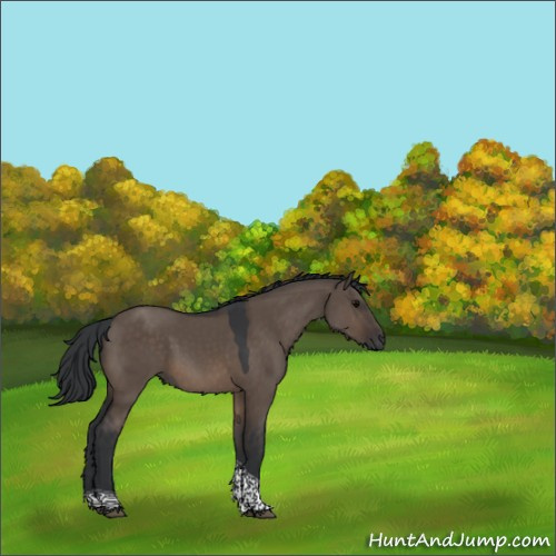 Horse Color:Brown Dun Tobiano Rabicano 