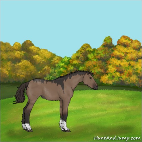 Horse Color:Liver Red Dun Tobiano Rabicano 