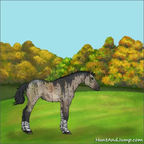 Horse Color:Brown Dun Tobiano Brindle 