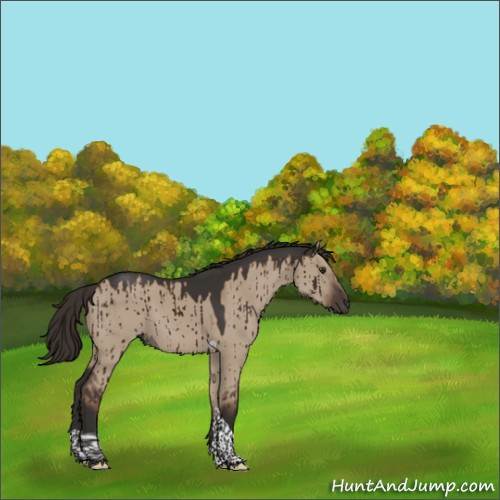 Horse Color:Liver Red Dun Tobiano Rabicano Brindle 