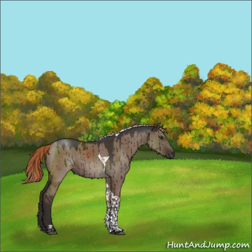 Horse Color:Liver Red Dun Tobiano Rabicano Brindle 