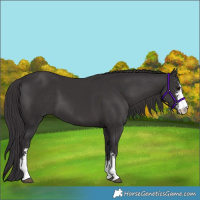 Horse Color:Smoky Black Sabino 