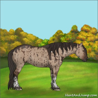 Horse Color:Liver Red Dun Tobiano Rabicano Brindle 