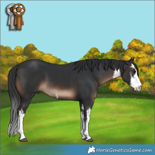 Horse Color:White Spotted Brown 