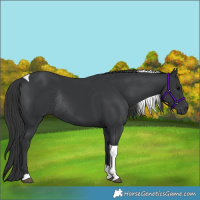 Horse Color:Black Tobiano Rabicano