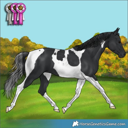 Horse Color:Black Tobiano 