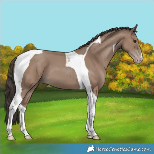 Horse Color:Classic Champagne Tobiano
