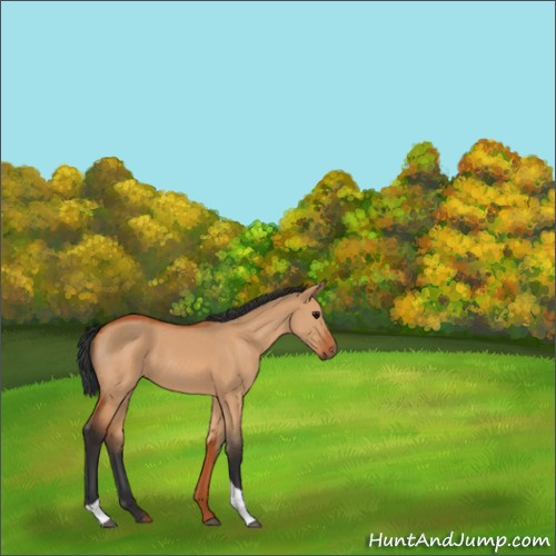 Horse Color:Bay Dun Tobiano Rabicano 