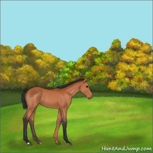 Horse Color:Bay 