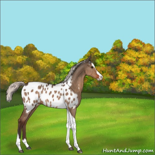 Horse Color:Silver Brown Dun Splash Tobiano Appaloosa 