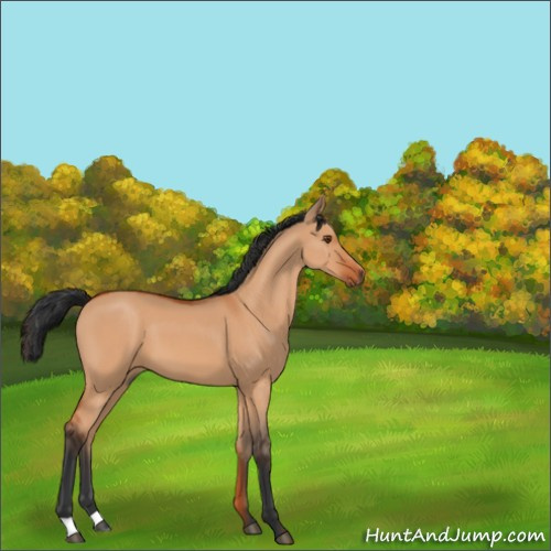 Horse Color:Bay Dun 