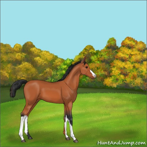 Horse Color:Bay 