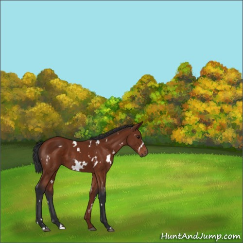 Horse Color:White Spotted Brown 