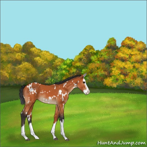 Horse Color:White Spotted Bay Splash 