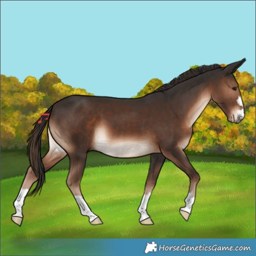 Horse Color:Liver Chestnut 