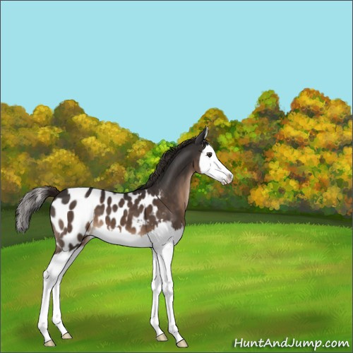 Horse Color:Liver Chestnut Splash Appaloosa 
