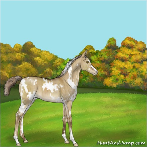 Horse Color:White Spotted Chocolate Palomino Dun Sabino Brindle 