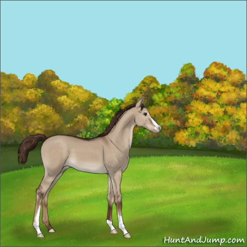 Horse Color:Liver Red Dun Sabino 