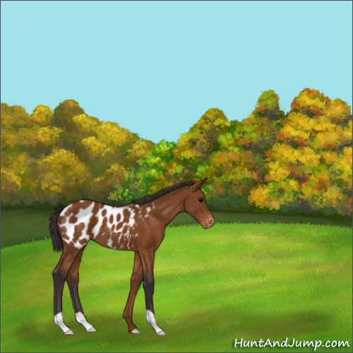 Horse Color:Buckskin Appaloosa 