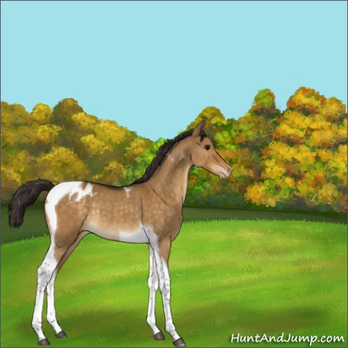 Horse Color:Buckskin Dun Tobiano Appaloosa Rabicano 