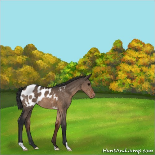 Horse Color:Brown Dun Appaloosa 