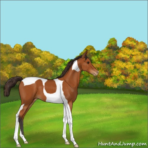 Horse Color:Buckskin Tobiano Appaloosa 