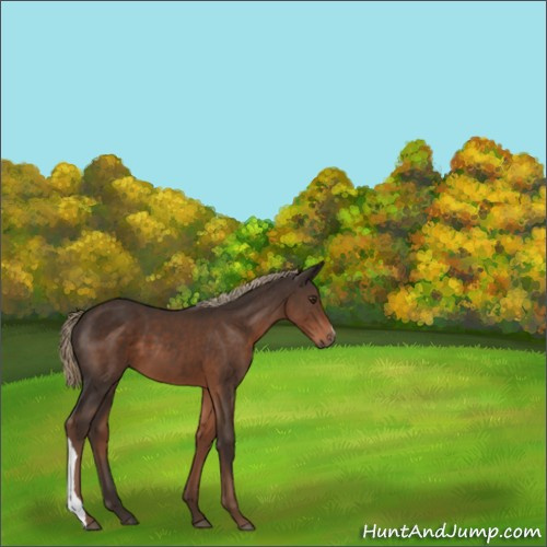 Horse Color:Liver Chestnut 