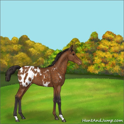 Horse Color:Buckskin Appaloosa 