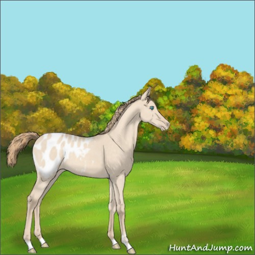 Horse Color:Perlino Dun Sabino Appaloosa 