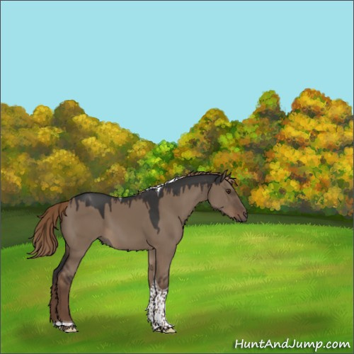 Horse Color:Liver Red Dun Tobiano 