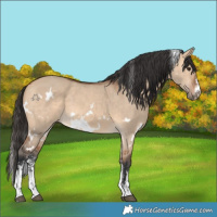 Horse Color:White Spotted Bay Dun Sabino 