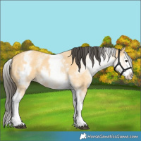 Horse Color:White Spotted Buckskin Splash